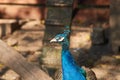 Close up portrait of a Pavo cristatus, Indian peafowl Royalty Free Stock Photo