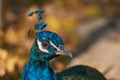 Close up portrait of a Pavo cristatus, Indian peafowl Royalty Free Stock Photo
