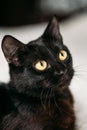 Close Up Portrait Peaceful Black Kitten Cat