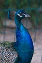 Close up portrait of the peacock in the cage.