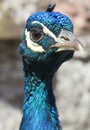 Close up portrait of a Peacock head Royalty Free Stock Photo