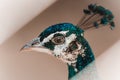 Close up portrait Peacock`s. Peahen Head on Gray background. Royalty Free Stock Photo