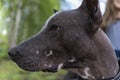 Close-up portrait of a pedigreed dog xoloitzcuintli Mexican naked. A beautiful bald dog looks into the distance. Smart