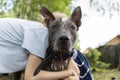 Close-up portrait of a pedigreed dog xoloitzcuintli Mexican naked and children hug it. A beautiful bald dog looks into
