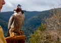 Close up portrait of a peregrine falcon with leather hood