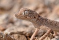 The Persian spider gecko, Agamura persica Royalty Free Stock Photo