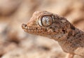 Head portrait of the Persian spider gecko, Agamura persica Royalty Free Stock Photo