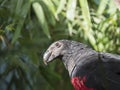 Close up portrait of Pesquet parrot, Psittrichas fulgidus, rare bird from New Guinea. Red and black parrot head on green Royalty Free Stock Photo