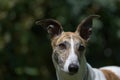 Close up portrait of pet greyhound dog with prominent ears pointing Royalty Free Stock Photo