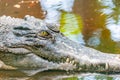 Close up portrait photo of a crocodile in the pond at the crocodile farm Royalty Free Stock Photo