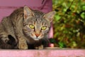 Close-up Portrait photo of A Domestic young cat looking at the camera