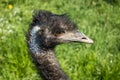 Close-up portrait photo head and neck of the australian emu flightless bird. Royalty Free Stock Photo