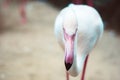 Close up portrait photo of pinky white Flamingo is looking for food in the pond in the zoo