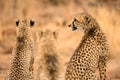 A close up portrait photograph of a family of three cheetahs sitting side by side Royalty Free Stock Photo