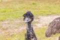 Photograph of the head and neck of an Australian Emu in Australia Royalty Free Stock Photo