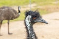 Photograph of the head and neck of an Australian Emu in Australia Royalty Free Stock Photo