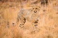 A close up portrait photograph of a young cheetah, walking through dry yellow grass and looking away from the camera Royalty Free Stock Photo