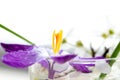 A close up portrait of a picked purple crocus flower in a glass of water in front of a bright window indoors. There are some other Royalty Free Stock Photo
