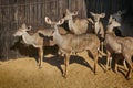 Close-up portrait picture of Kudu Royalty Free Stock Photo