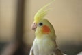 Pied Cockatiel Parrot Royalty Free Stock Photo