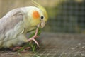 Pied Cockatiel Parrot Royalty Free Stock Photo