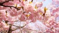 A Close-Up Portrait of a Pink Blossoming Tree Royalty Free Stock Photo