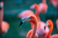 Close up portrait of pink flamingo. Pink flamingo beauty birds. Caribbean flamingo. Big bird is relaxing enjoying the Royalty Free Stock Photo