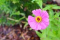 The close-up portrait of Pink flower with missing one petal