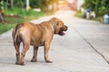 Close up portrait of a pitbull dog,vagrant dog