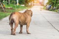 Close up portrait of a pitbull dog,vagrant dog