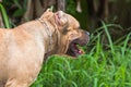 Close up portrait of a pitbull dog,vagrant dog