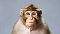 Close up Portrait of a Rhesus Macaque Monkey Looking Directly at the Viewer Royalty Free Stock Photo