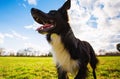 Close up portrait of playful purebred border collie dog playing outdoors in the city park. Adorable puppy enjoying a sunny day in Royalty Free Stock Photo
