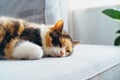 Close up portrait of pleased, well-fed, lazy multicolor cat sleeping on the gray couch in modern interior. Funny fluffy