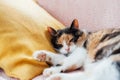 Close up Portrait of pleased, well-fed, lazy multicolor cat sleeping on the yellow cushion on the couch. Funny fluffy Royalty Free Stock Photo