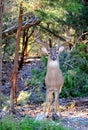 A close up portrait of a 12 point white-tailed buck standing regally in the forest.