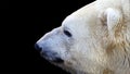 Close up portrait of a polar bear in profile