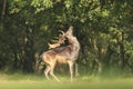 Proud Fallow Deer stag, Dama Dama, in a green forest Royalty Free Stock Photo