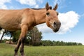 Close-up portrait pov view of cute funny young curious Przewalski's horse looking at walk and grazing on pasture Royalty Free Stock Photo