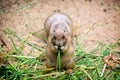 Close up portrait of prairie dog eating grass Royalty Free Stock Photo