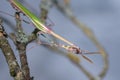 Close-up portrait of a praying mantis with eye and antennae Royalty Free Stock Photo