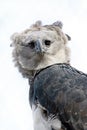 Harpy Eagle Raptor