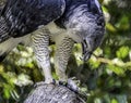 Harpy Eagle Raptor Feeding Royalty Free Stock Photo