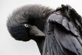 Close-up portrait of a preening Jackdaw Corvus monedula on whi