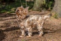 Close up portrait of pretty, sweet, small, little dog Yorkshire terrier Royalty Free Stock Photo