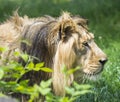 Close up portrait in profile of head an Asiatic lion, Panthera leo persica, walking in the grass The King of beasts