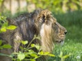 Close up portrait in profile of head an Asiatic lion, Panthera leo persica, walking in the grass The King of beasts