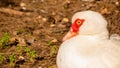 close up portrait profile Muscovy duck resting Royalty Free Stock Photo