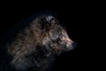 Raccoon portrait closeup on a black background Royalty Free Stock Photo