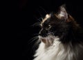 Close-up portrait in profile of spotted cat.